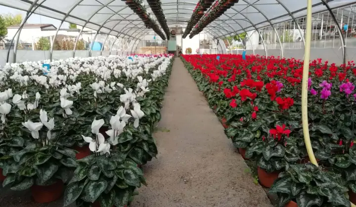 Floricoltura Az. Agr. Cavagnini Roberto