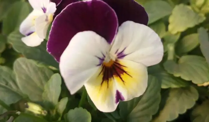 Floricoltura Az. Agr. Cavagnini Roberto