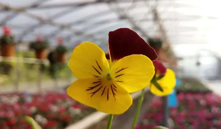 Floricoltura Az. Agr. Cavagnini Roberto