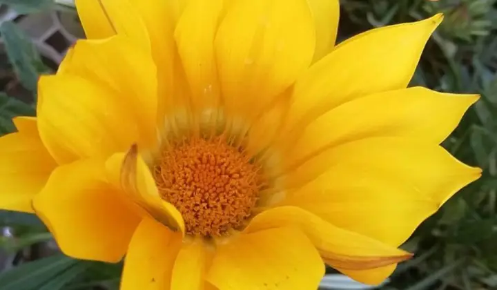 Floricoltura Az. Agr. Cavagnini Roberto