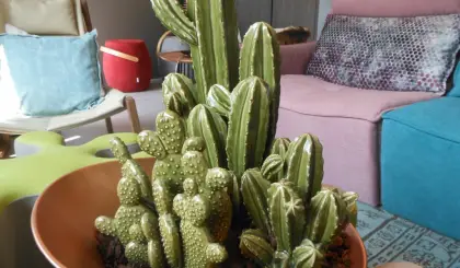 Orchidea composizione cactus